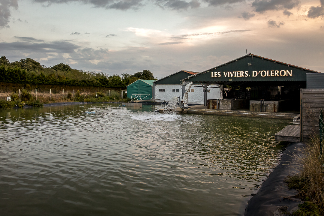 Les Viviers d'Oléron, Dolus d'Oléron, Charente-Maritime, France